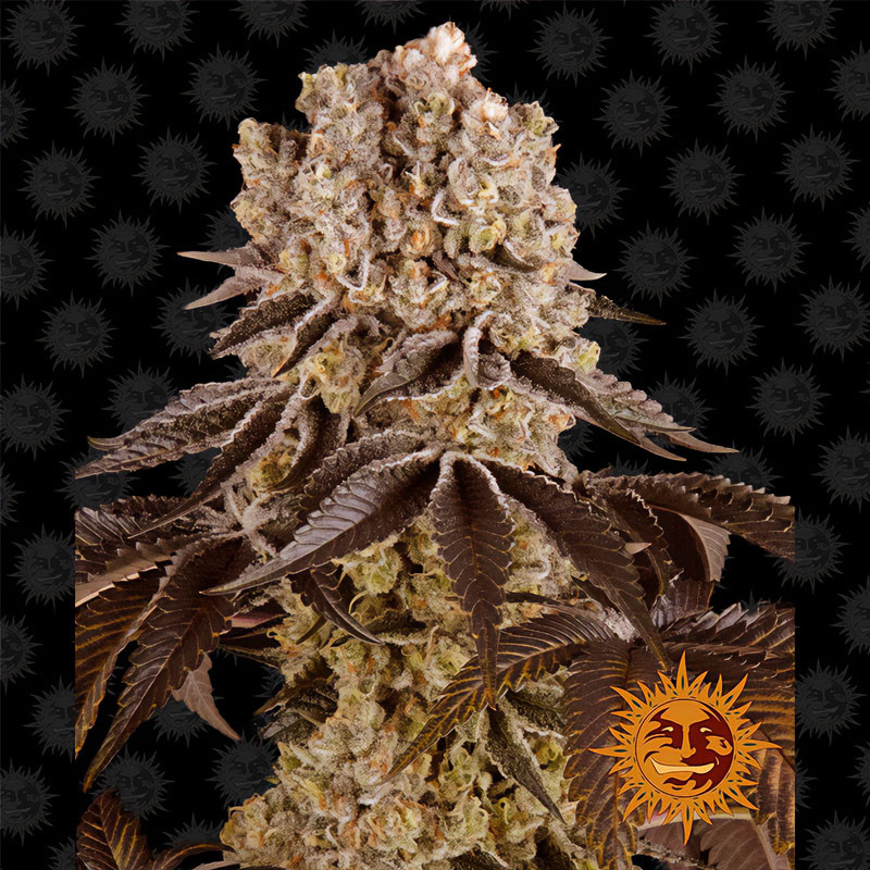 Purple Punch Barney's Farm feminizovaná semena, pryskyřičnaté palice
