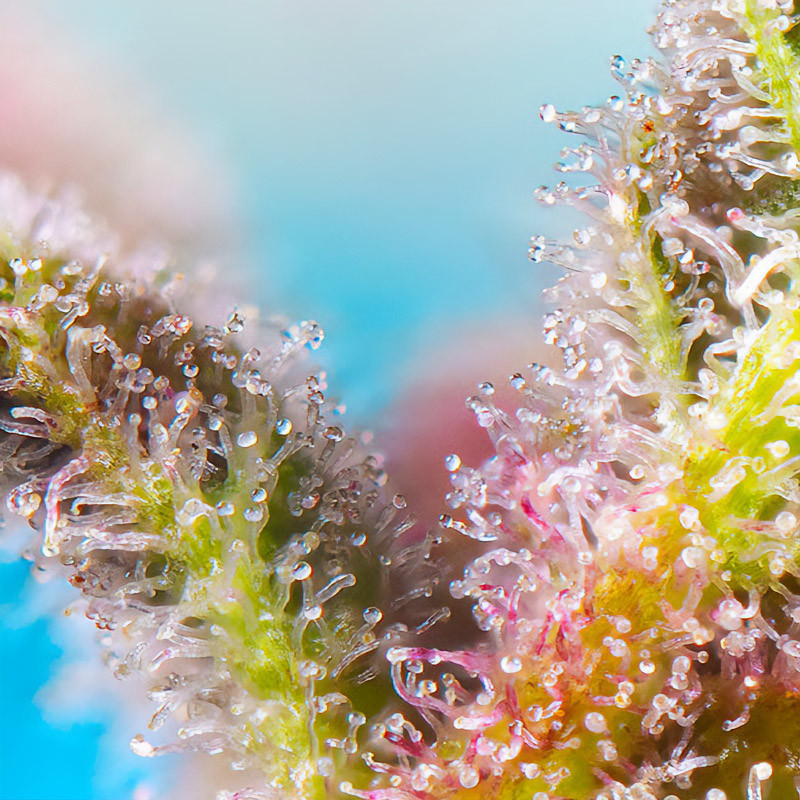 Purple Punch OG XL Auto - Sweet Seeds - Samonakvétací semena, pohled 2