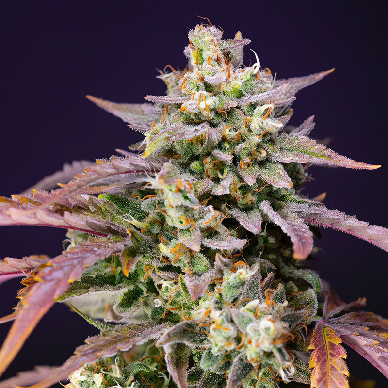 Purple Punch OG XL Auto Sweet Seeds samonakvétací semena, pryskyřičnaté palice