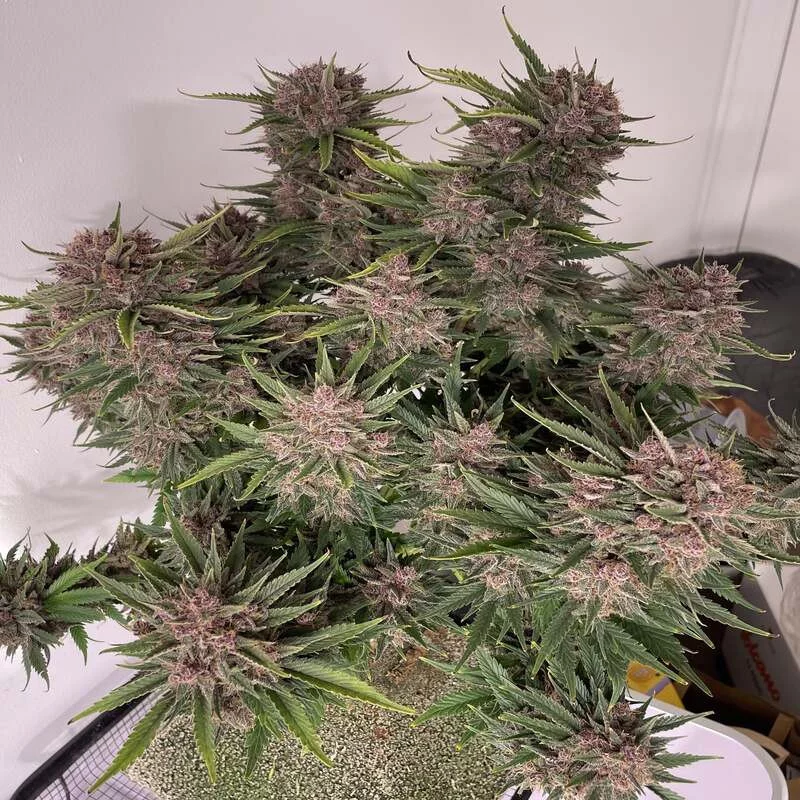 Purple Punch XXL MDLG Seeds samonakvétací semena, pryskyřičnaté palice