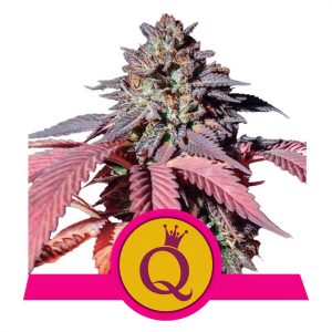 Purple Queen Royal Queen Seeds feminizovaná semena, pryskyřičnaté palice