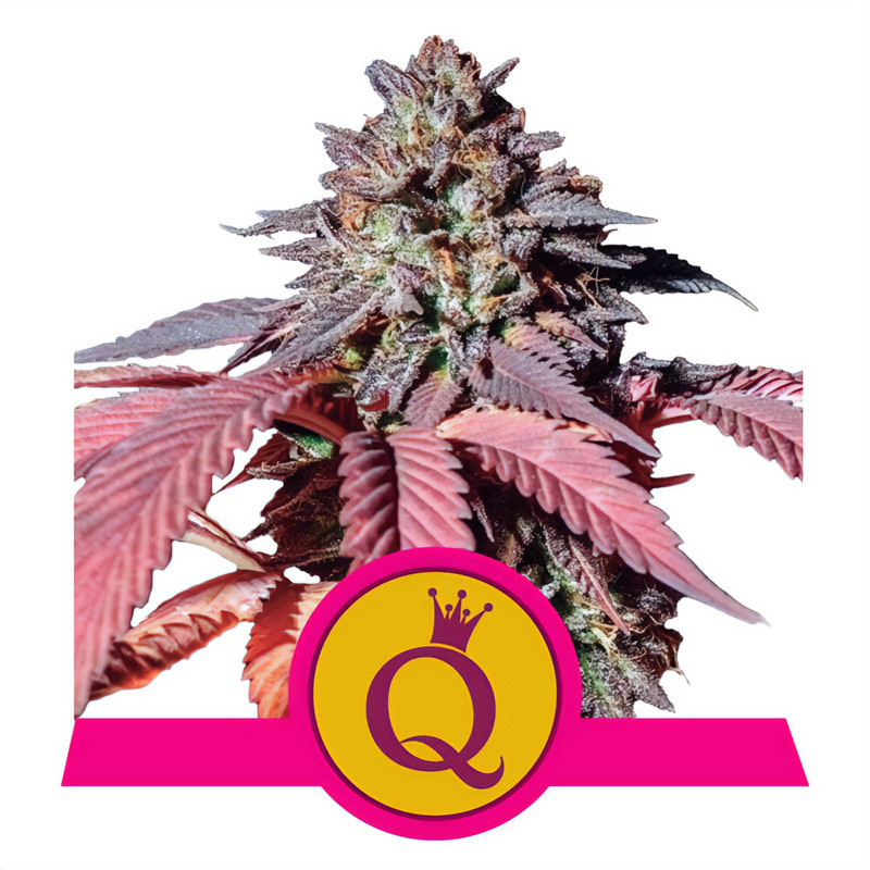 Purple Queen Royal Queen Seeds feminizovaná semena, pryskyřičnaté palice