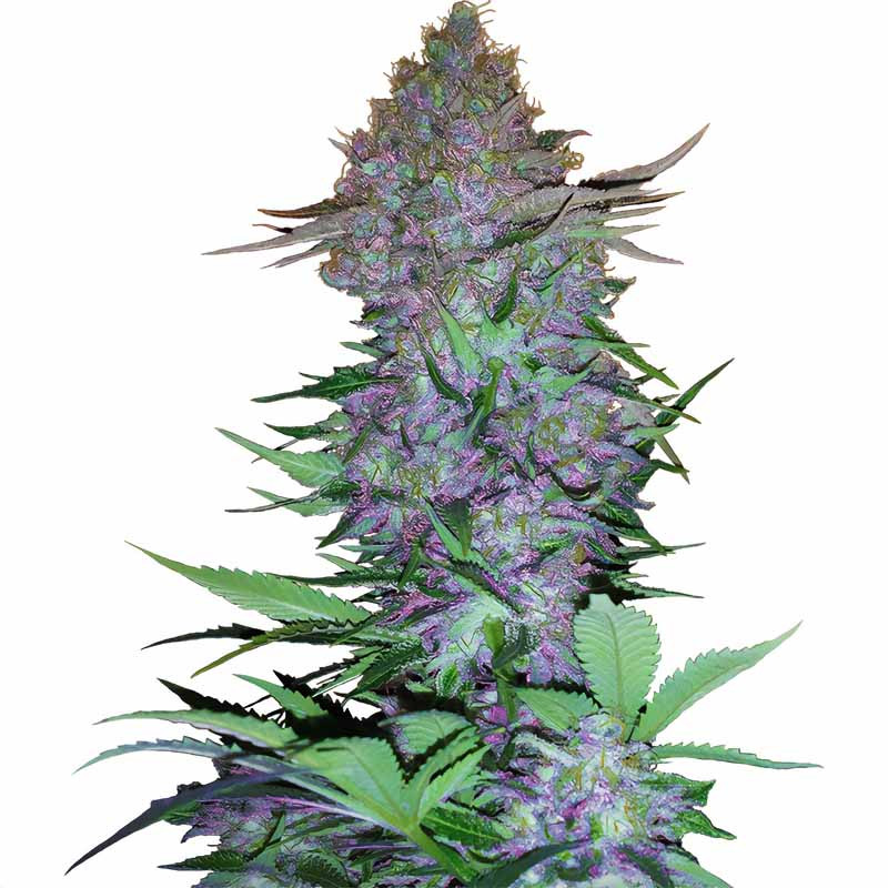 Purple Skunk Auto Sensi Seeds samonakvétací semena, pryskyřičnaté palice