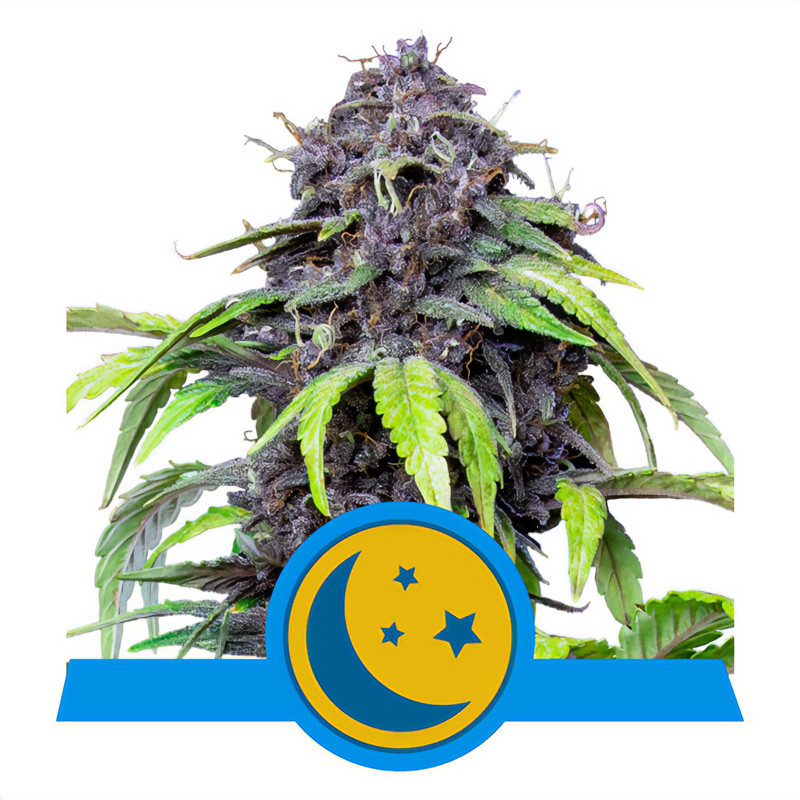 PurpleMatic Royal Queen Seeds CBD semena, pryskyřičnaté palice