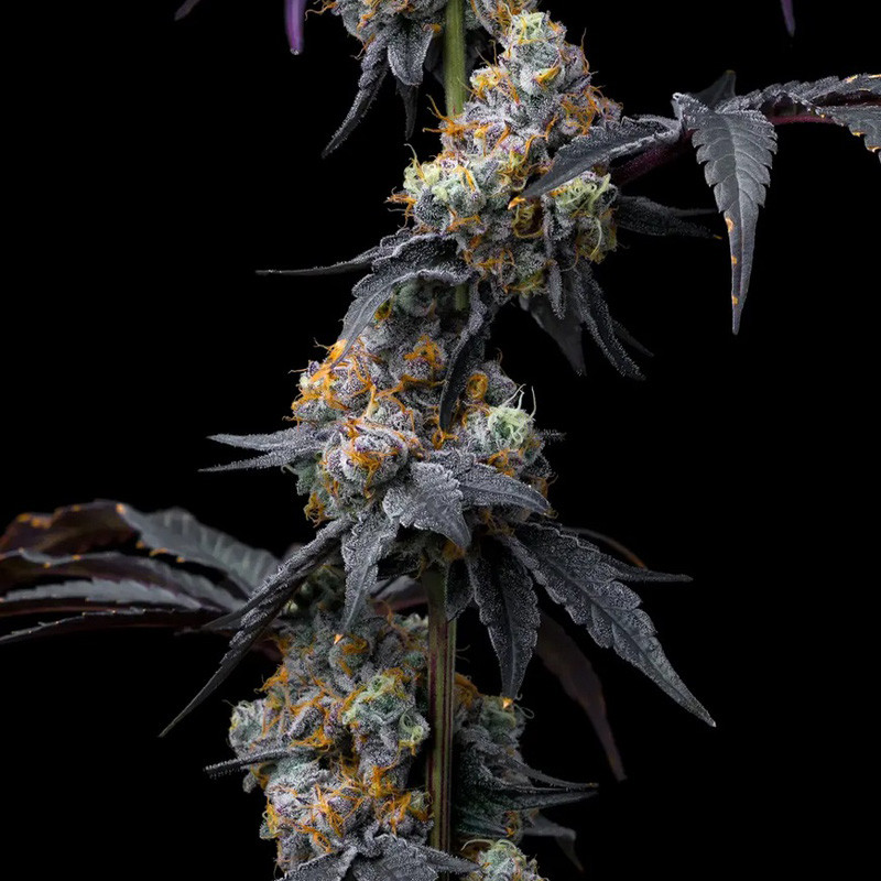 Rainbow Sherbet - Barney's Farm - Feminizovaná semena, pohled 2