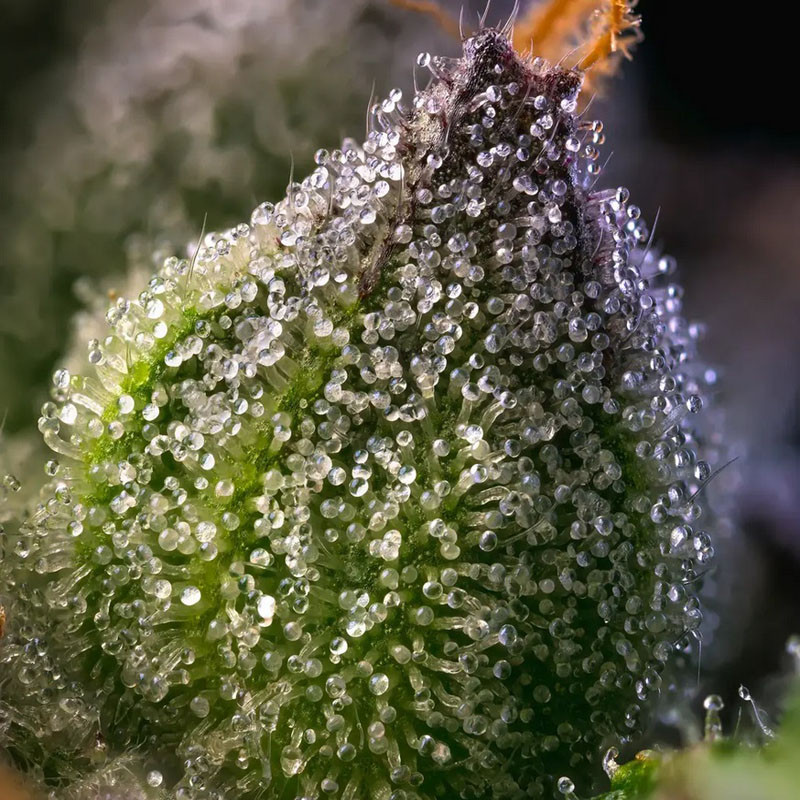 Rainbow Sherbet - Barney's Farm - Feminizovaná semena, pohled 3