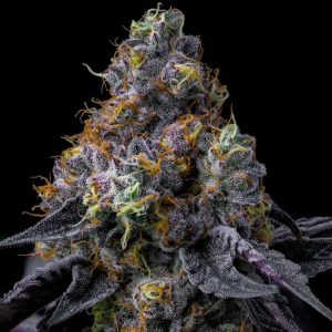 Rainbow Sherbet Barney's Farm feminizovaná semena, pryskyřičnaté palice