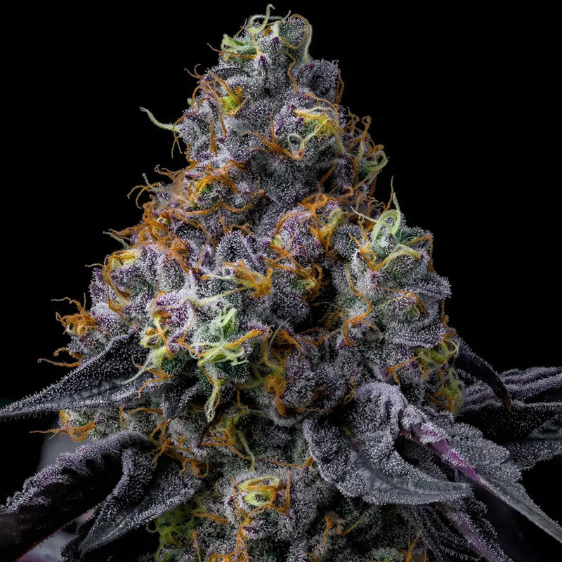 Rainbow Sherbet Barney's Farm feminizovaná semena, pryskyřičnaté palice