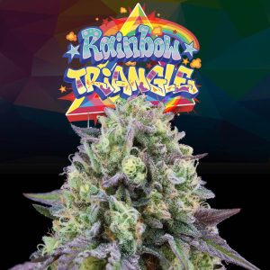 Rainbow Triangle Perfect Tree feminizovaná semena, pryskyřičnaté palice