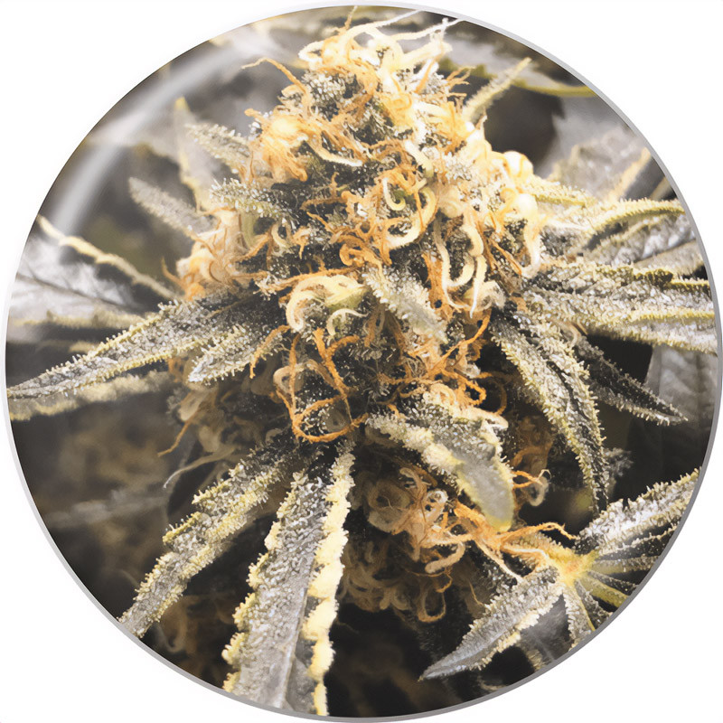 Recovery Medical Seeds CBD semena, pryskyřičnaté palice