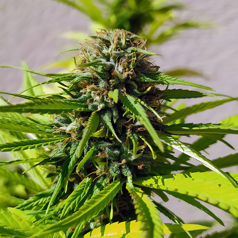 Red Cross - Medical Seeds - CBD semena, pohled 2