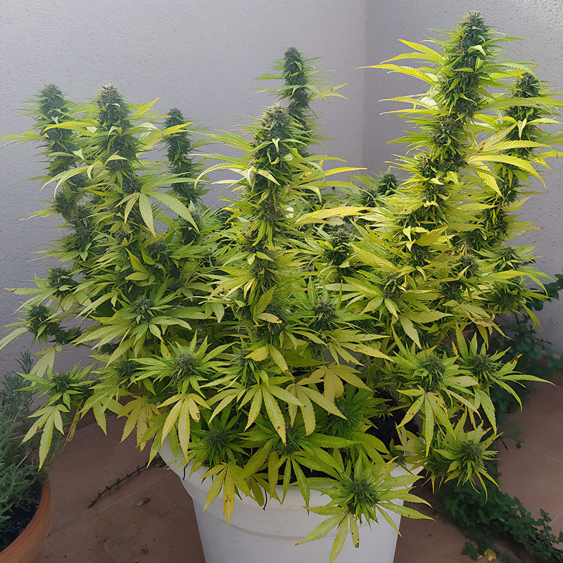 Red Cross - Medical Seeds - CBD semena, pohled 3