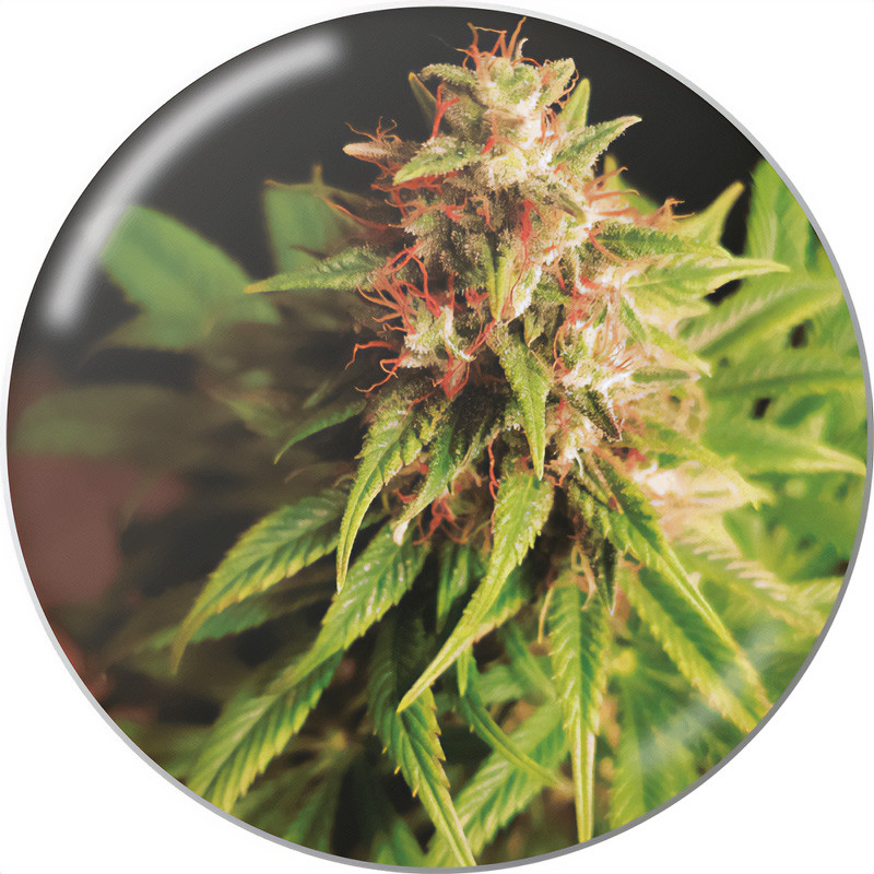 Red Cross Medical Seeds CBD semena, pryskyřičnaté palice