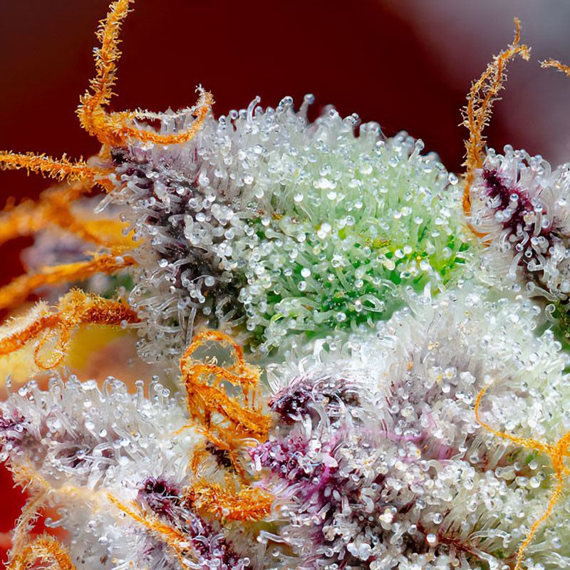 Red Gorilla Girl XL Auto - Sweet Seeds - Samonakvétací semena, pohled 2