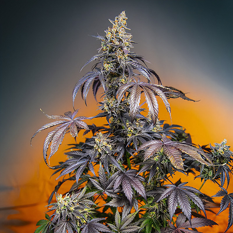 Red Gorilla Girl XL Auto Sweet Seeds samonakvétací semena, pryskyřičnaté palice