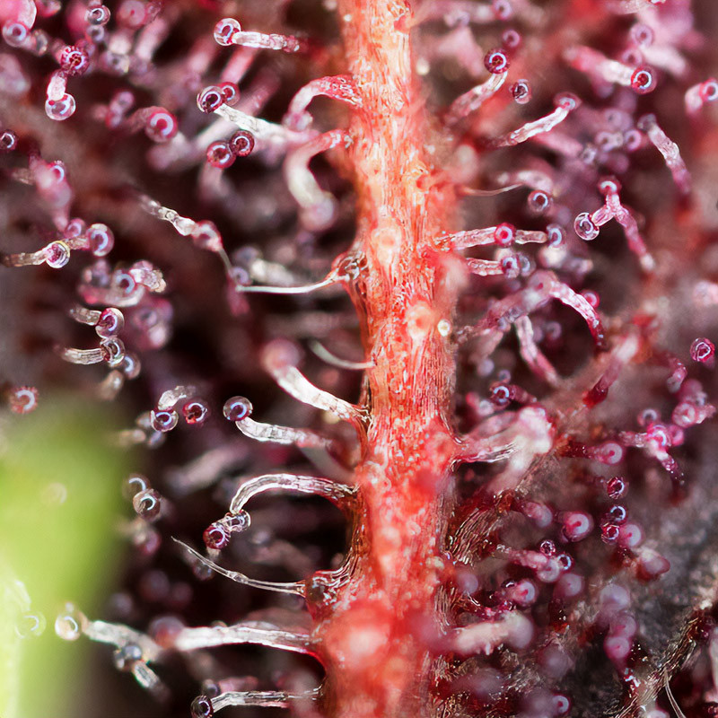 Red Hot Cookies - Sweet Seeds - Feminizovaná semena, pohled 2
