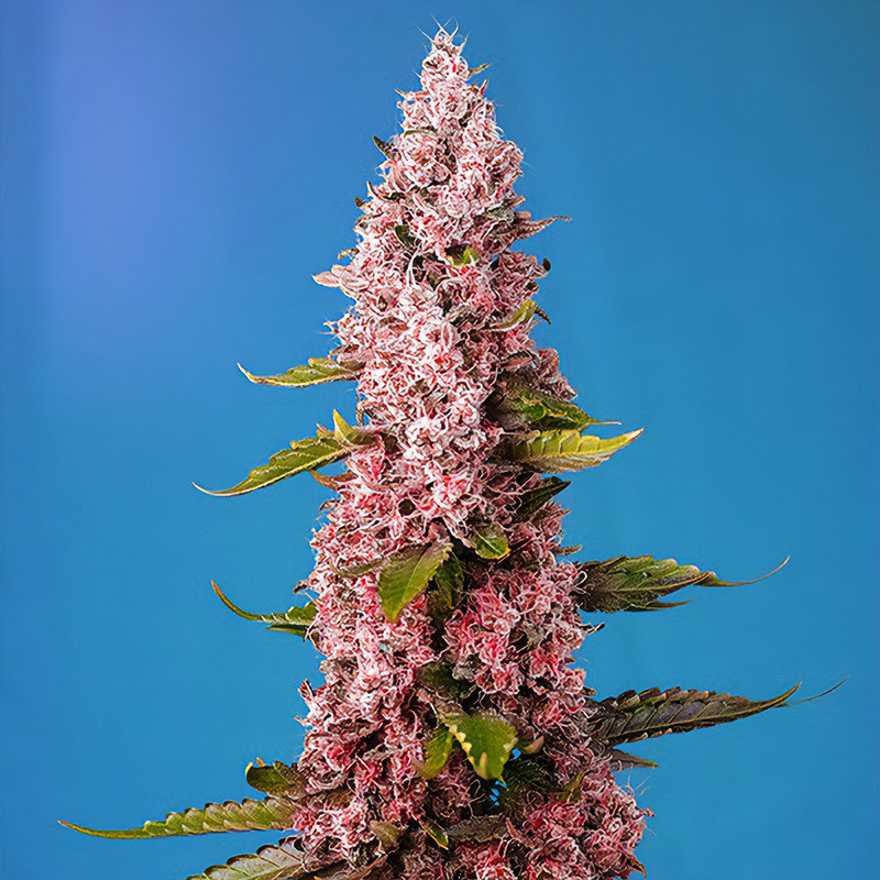 Red Hot Cookies Sweet Seeds feminizovaná semena, pryskyřičnaté palice