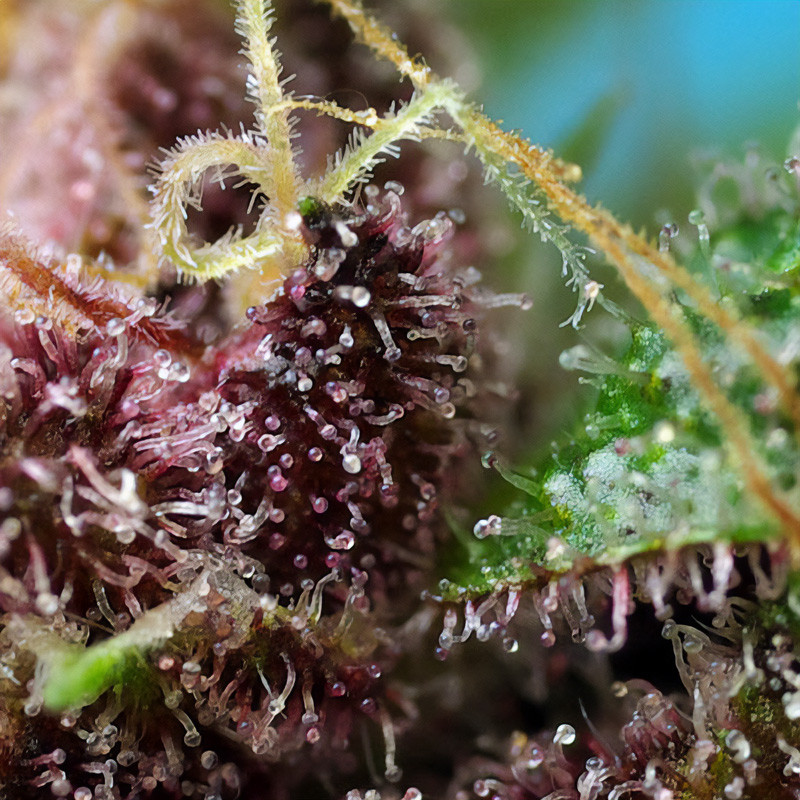 Red Mandarine F1 Fast Version - Sweet Seeds - Feminizovaná semena, pohled 2