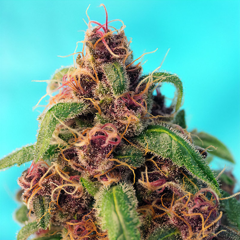 Red Mandarine F1 Fast Version - Sweet Seeds - Feminizovaná semena, pohled 3