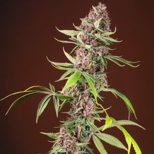 Red Mandarine F1 Fast Version Sweet Seeds feminizovaná semena, pryskyřičnaté palice