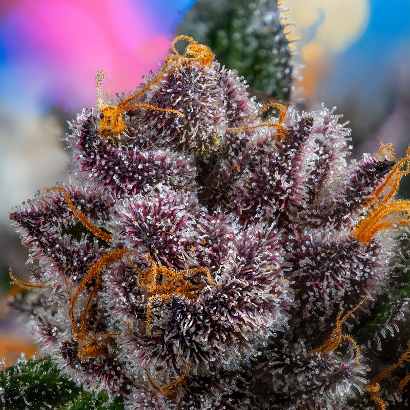 Red Strawberry Banana Auto - Sweet Seeds - Samonakvétací semena, pohled 2