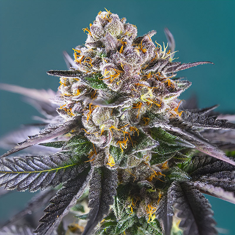 Red Strawberry Banana Auto Sweet Seeds samonakvétací semena, pryskyřičnaté palice