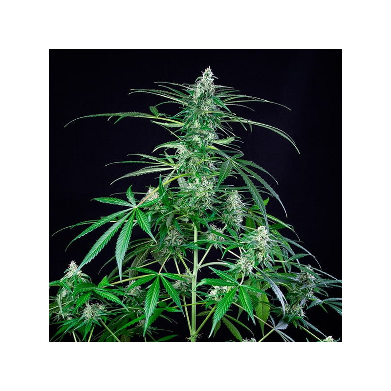 Royal-AK - Royal Queen Seeds - Feminizovaná semena, pohled 2
