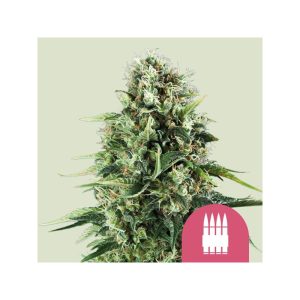 Royal-AK Royal Queen Seeds feminizovaná semena, pryskyřičnaté palice