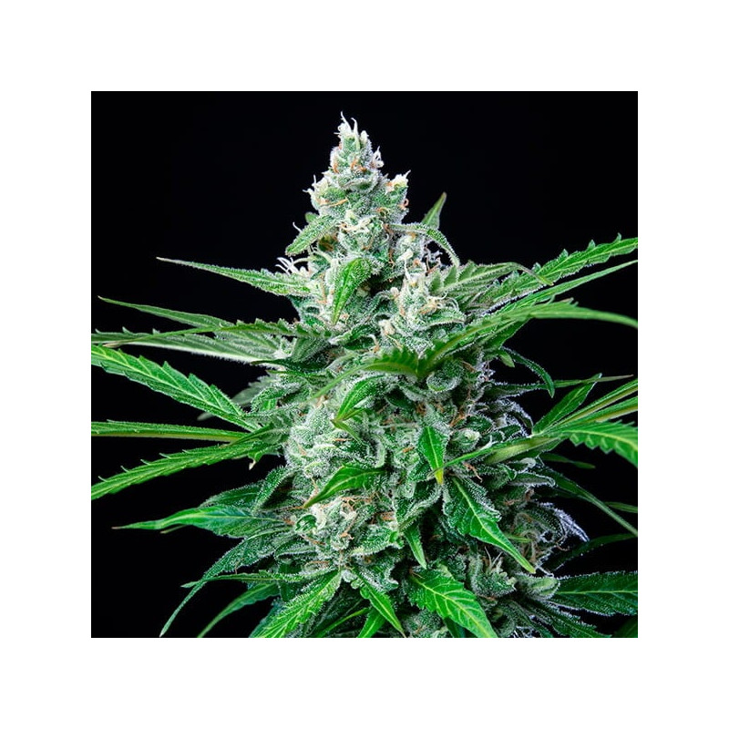 Royal-AK - Royal Queen Seeds - Feminizovaná semena, pohled 4