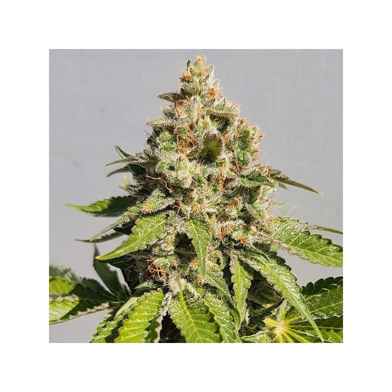 Royal-AK - Royal Queen Seeds - Feminizovaná semena, pohled 5