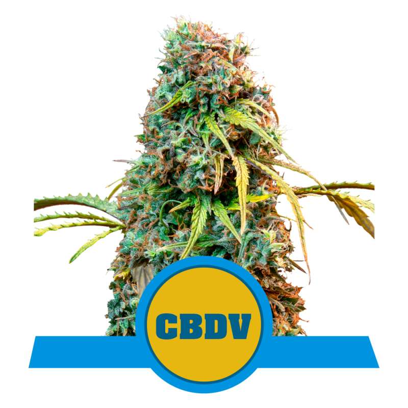 Royal CBDV Auto Royal Queen Seeds CBD semena, pryskyřičnaté palice