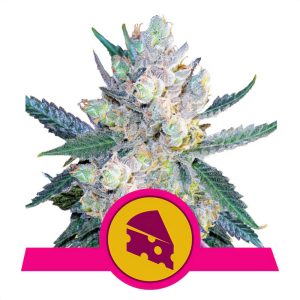 Royal Cheese Royal Queen Seeds feminizovaná semena, pryskyřičnaté palice