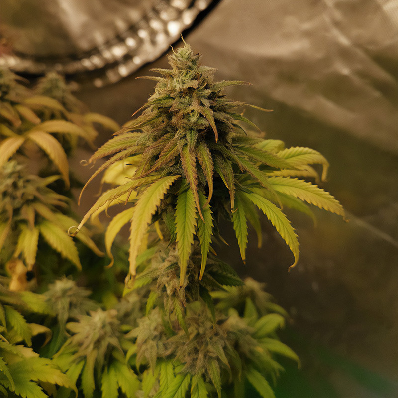 Royal Gorilla - Royal Queen Seeds - Feminizovaná semena, pohled 3