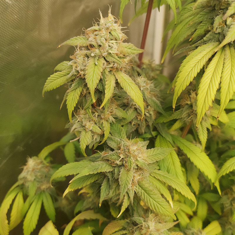 Royal Gorilla - Royal Queen Seeds - Feminizovaná semena, pohled 4