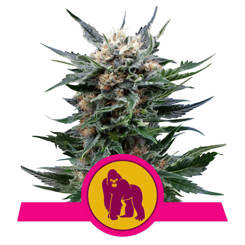 Royal Gorilla Royal Queen Seeds feminizovaná semena, pryskyřičnaté palice