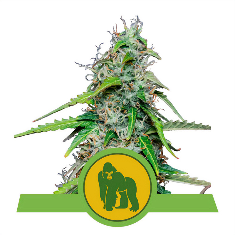 Royal Gorilla Royal Queen Seeds samonakvétací semena, pryskyřičnaté palice