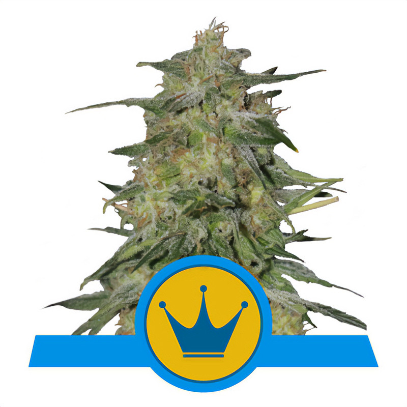 Royal Highness Royal Queen Seeds CBD semena, pryskyřičnaté palice