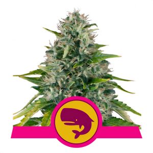 Royal Moby Royal Queen Seeds feminizovaná semena, pryskyřičnaté palice