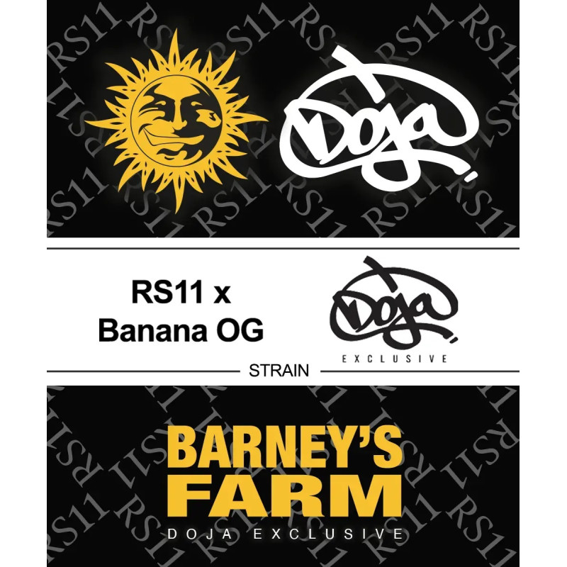 RS11 x Banana OG Strain Barney's Farm feminizovaná semena, pryskyřičnaté palice