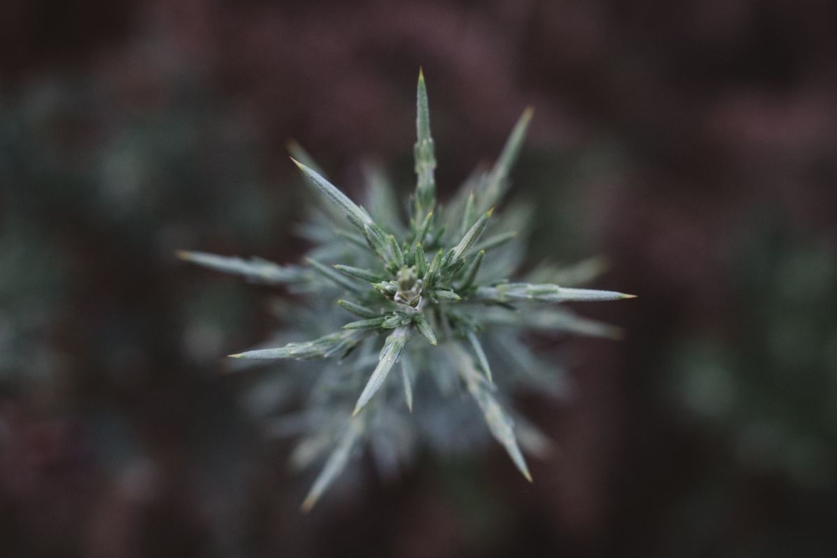 CBD semena konopí s vysokým CBD a nízkým THC