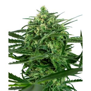 Sensi Amnesia Sensi Seeds feminizovaná semena, pryskyřičnaté palice