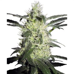 Silver Haze Sensi Seeds feminizovaná semena, pryskyřičnaté palice
