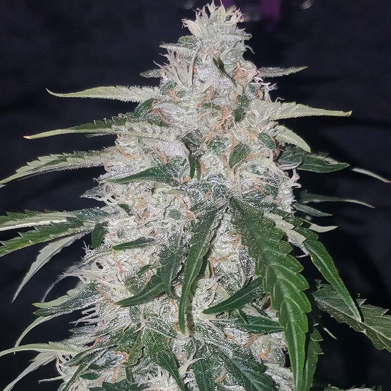 Six Shooter Auto - FastBuds - Samonakvétací semena, pohled 2