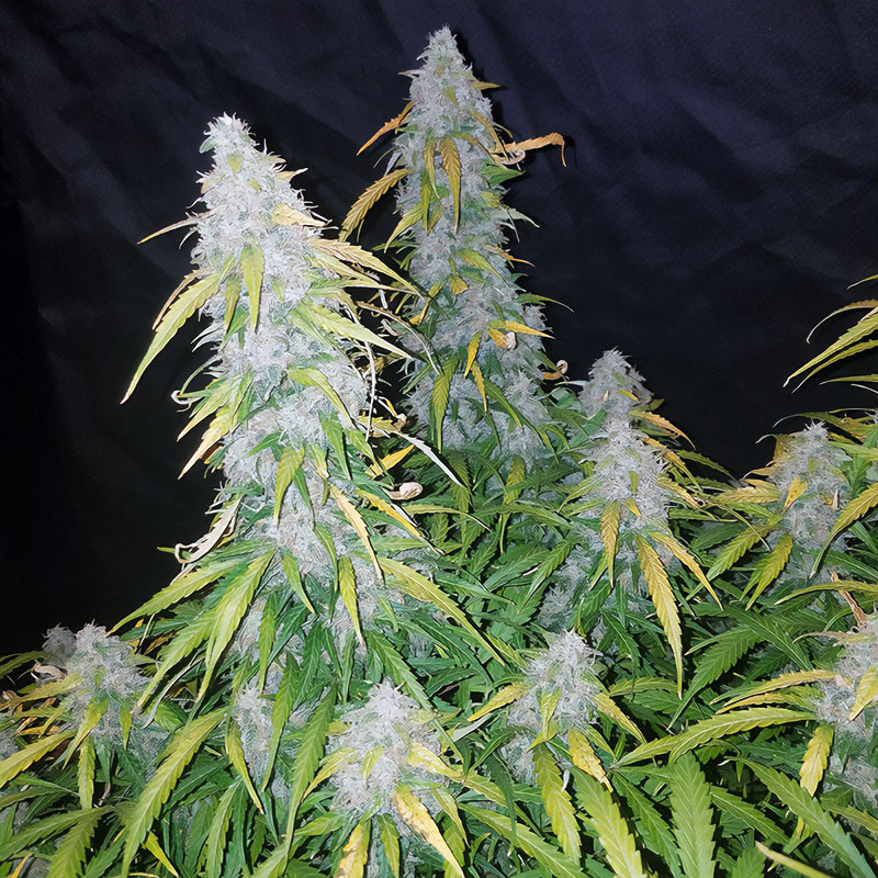Six Shooter Auto - FastBuds - Samonakvétací semena, pohled 3