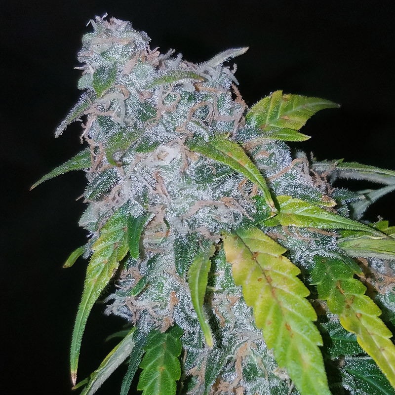 Six Shooter Auto FastBuds samonakvétací semena, pryskyřičnaté palice
