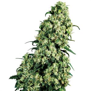 Skunk 1 Sensi Seeds feminizovaná semena, pryskyřičnaté palice