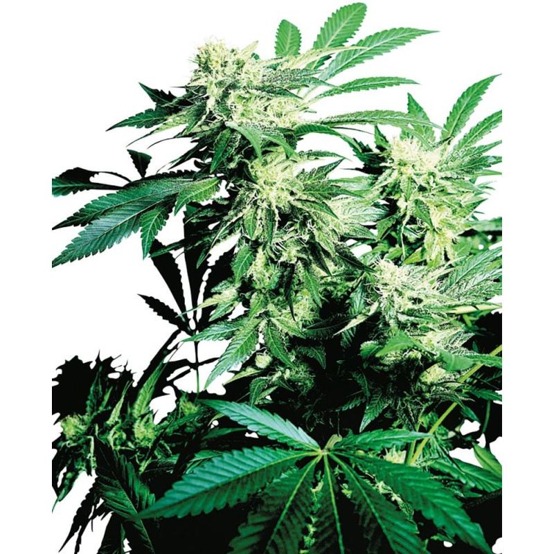 Skunk Kush MDLG Seeds feminizovaná semena, pryskyřičnaté palice