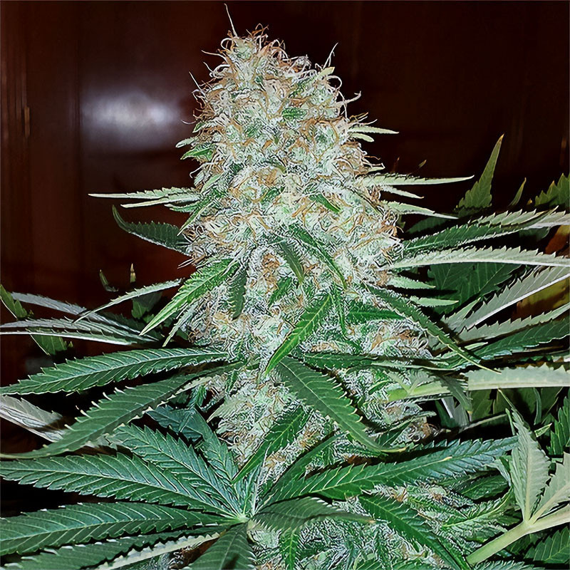 Skunk Original MDLG Seeds feminizovaná semena, pryskyřičnaté palice