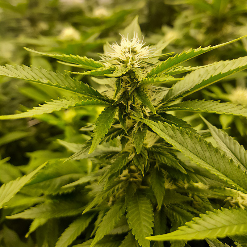 Skunk XL - Royal Queen Seeds - Feminizovaná semena, pohled 3