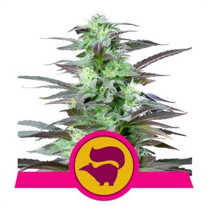 Skunk XL Royal Queen Seeds feminizovaná semena, pryskyřičnaté palice